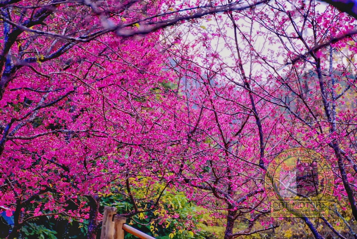Doi-Ang-Khang-Sakura-Is-Blooming-During-The-Winter-Months