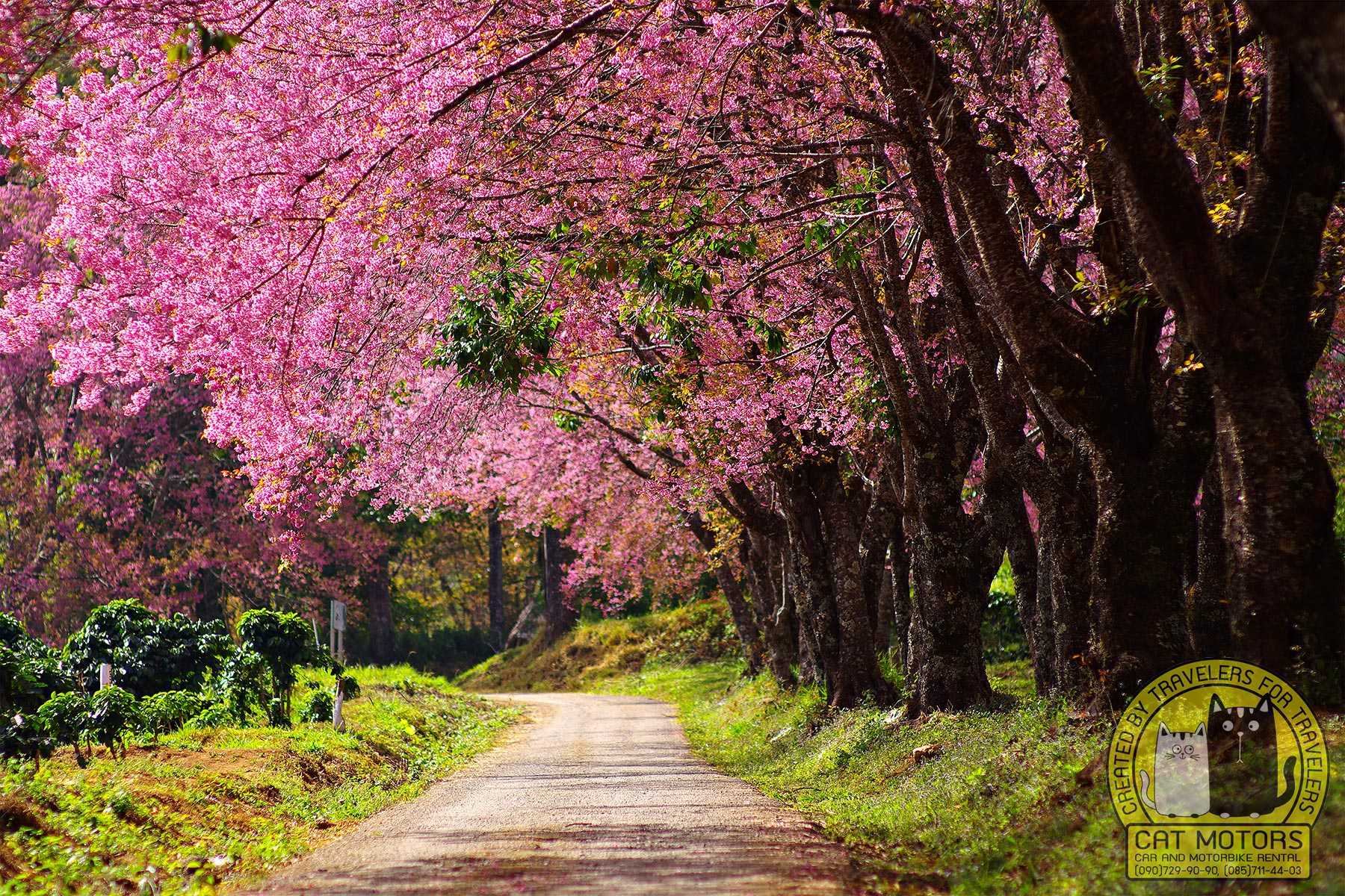 Doi Mae Salong Sakura Blossom