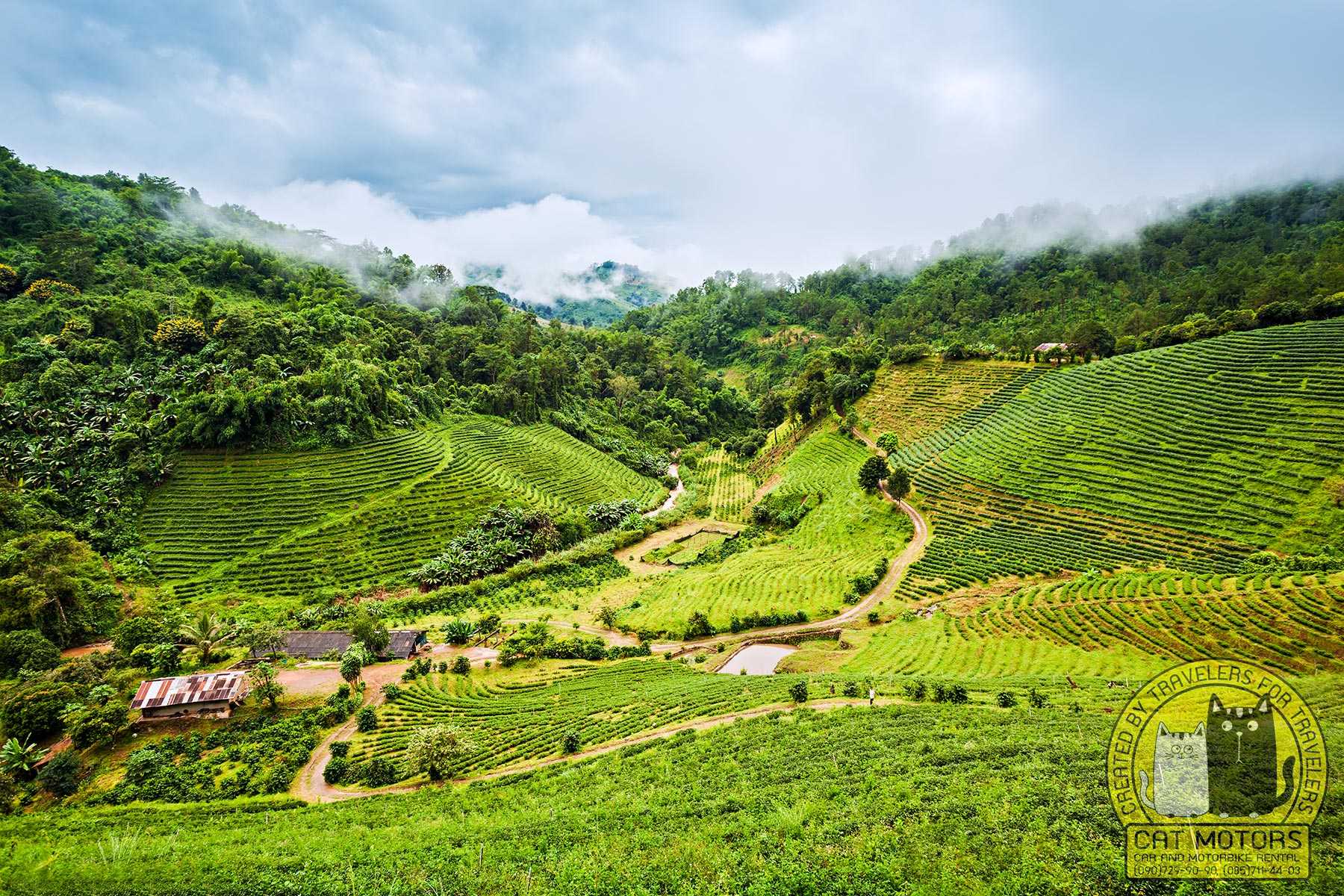 Doi Mae Salong, Tea Fields, Thing To Do