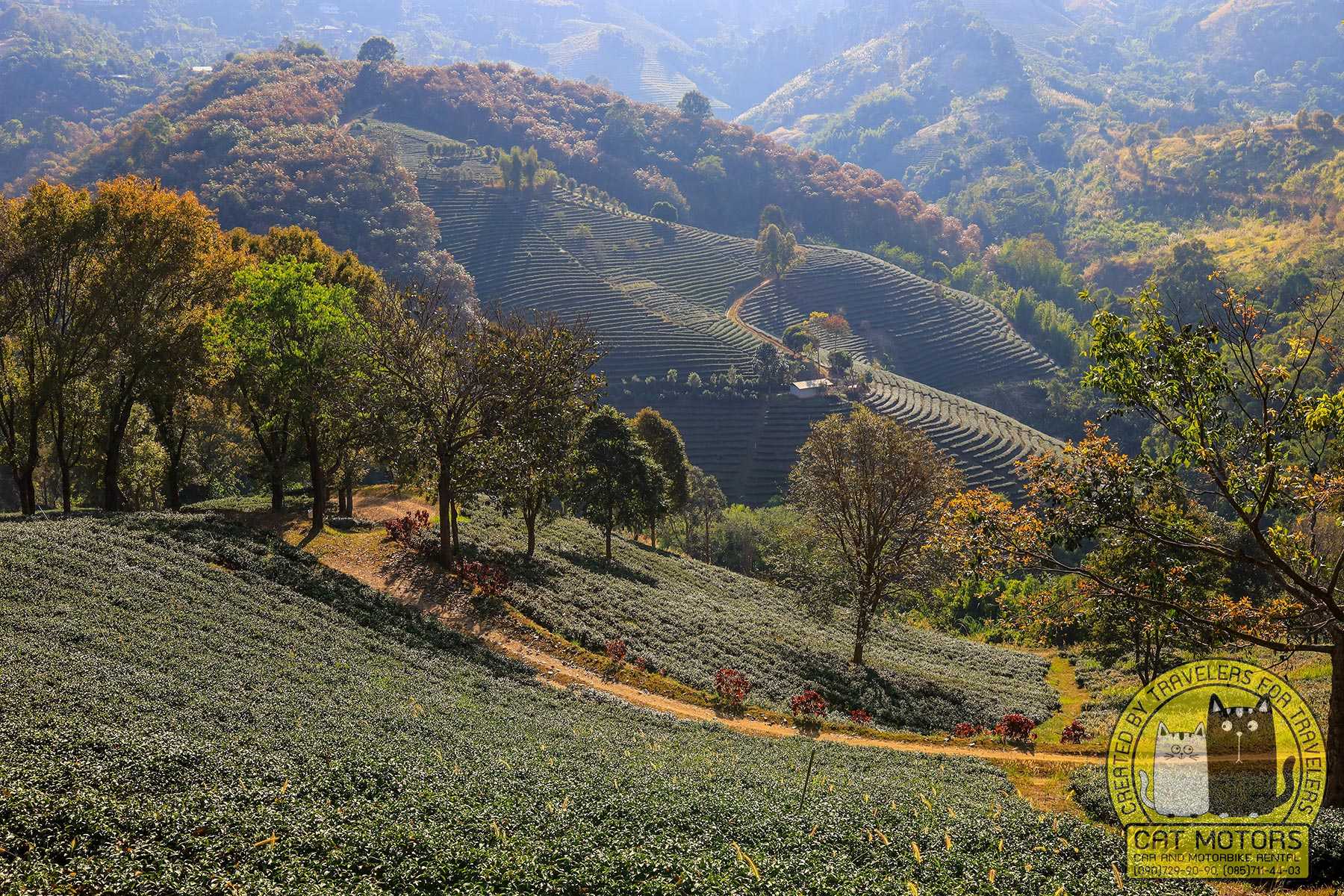 Wang Put Tan Tea Plantation