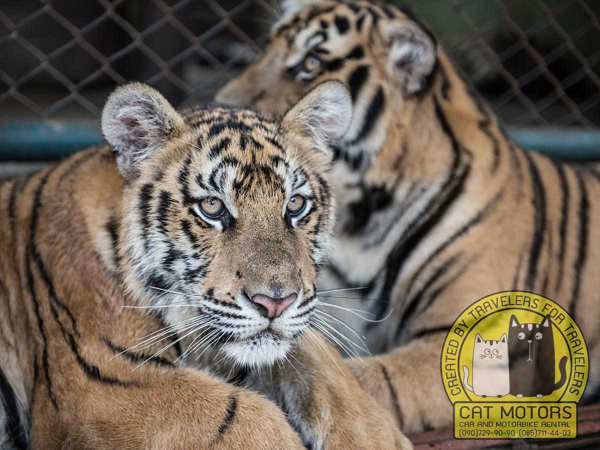 Orange Bengal Tiger - Creation Kingdom Zoo