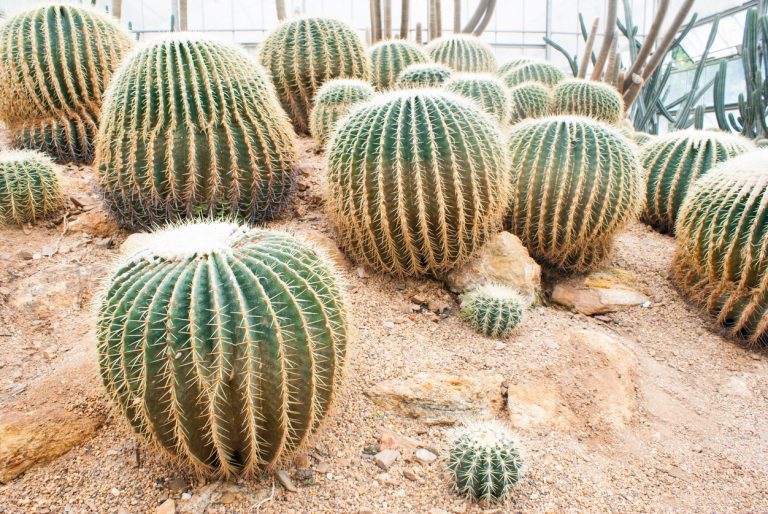 Cactus in greenhouse at queen sirikit botanical garden