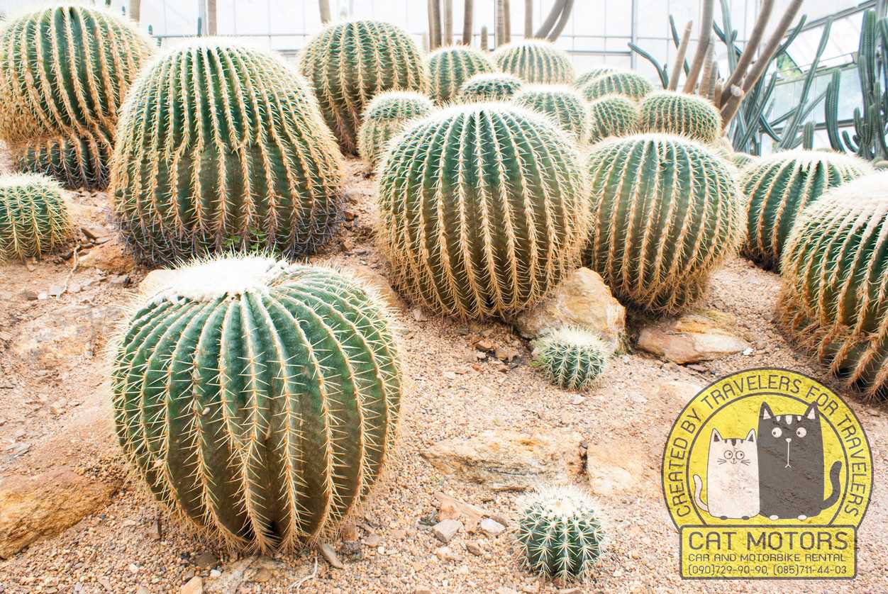 Cactus in greenhouse at queen sirikit botanical garden