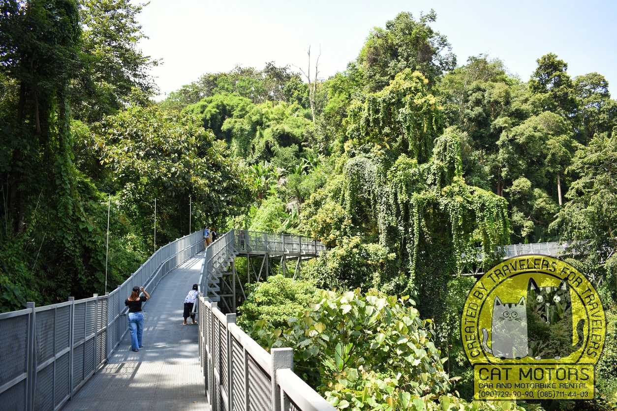 Canopy walkway in Queen Sirikit Botanical Garden