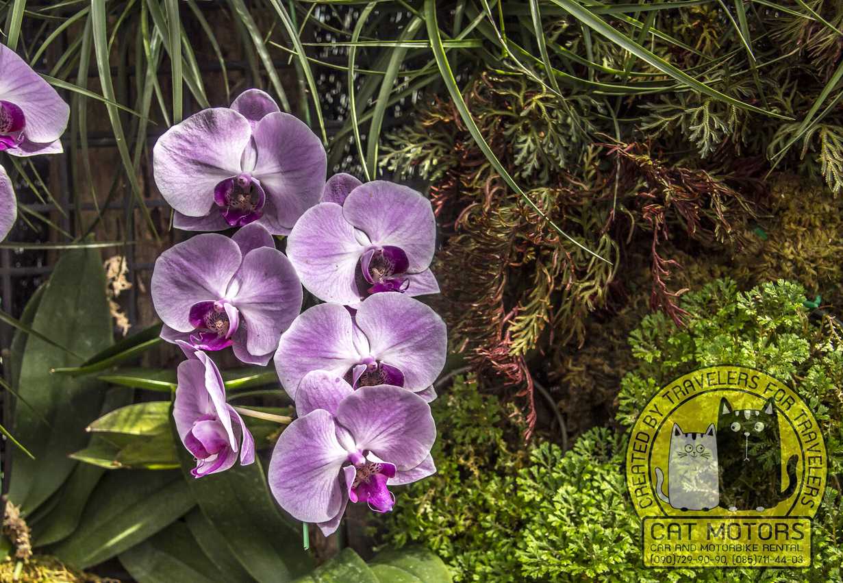 queen sirikit botanical garden orchids