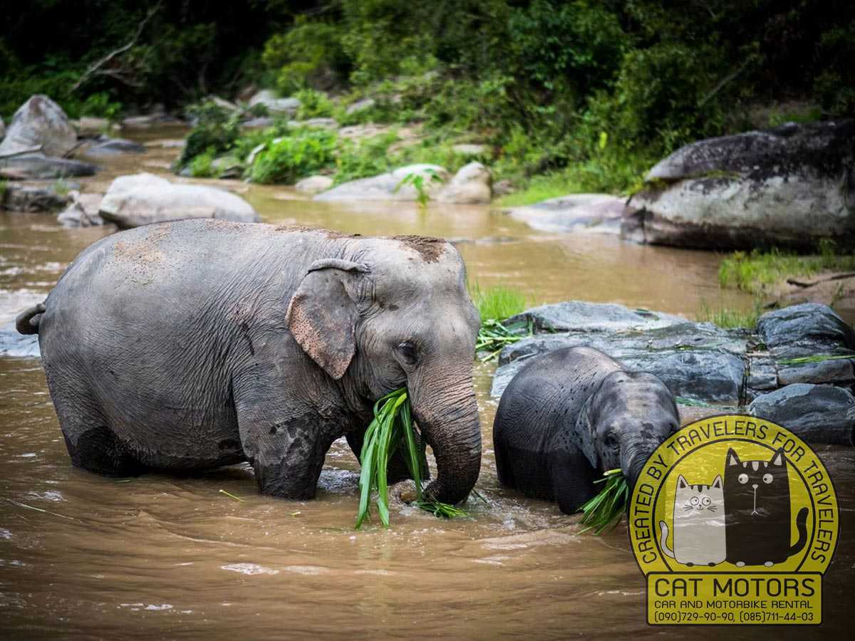 The Wild Elephant Camp