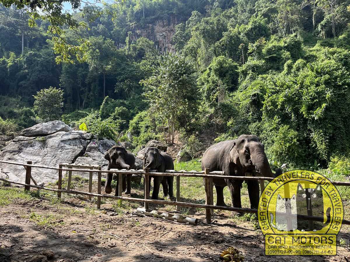 chang chill elephant camp